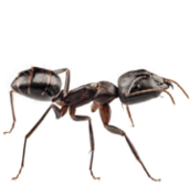 ant control georgina
