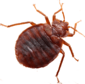 bed bug exterminator georgina