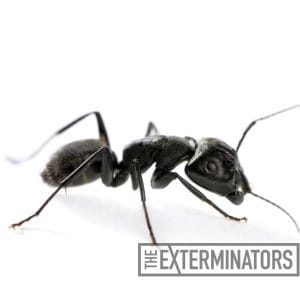 ant exterminator georgina