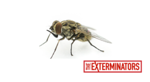 cluster flies exterminator georgina