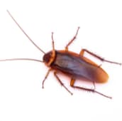 cockroach infestation georgina