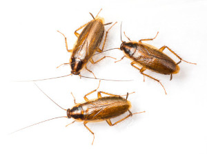 cockroach control georgina