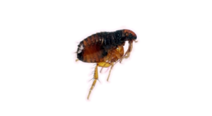 flea exterminator georgina