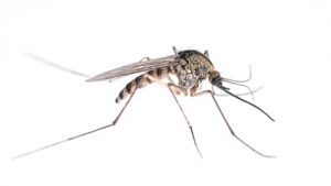 mosquito exterminator georgina