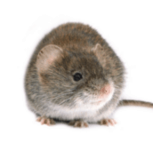 mouse exterminator georgina