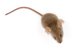 mice control georgina