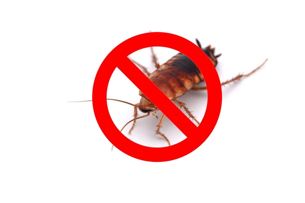 pest control georgina