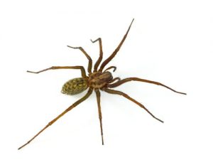 spider control georgina