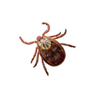 tick exterminator georgina