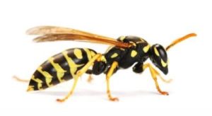 wasp exterminator georgina